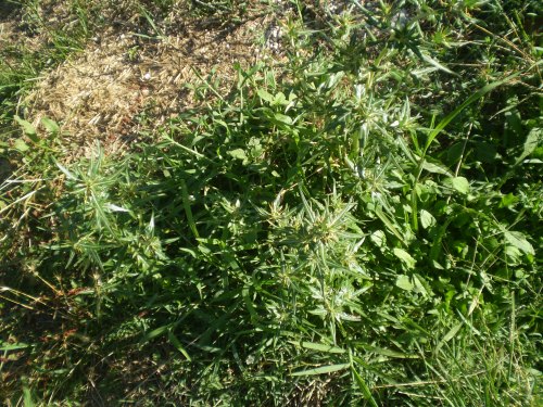 Pianta aculeata - Xanthium spinosum