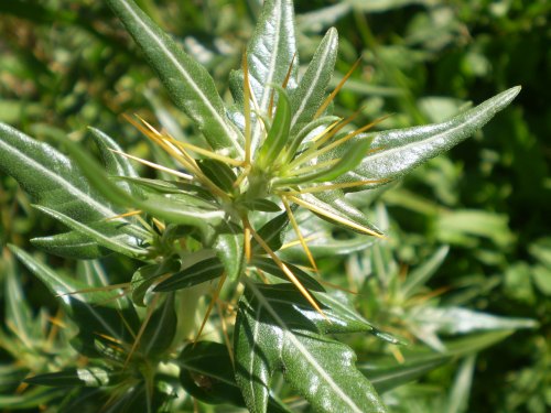 Pianta aculeata - Xanthium spinosum