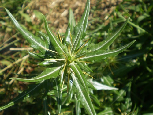 Pianta aculeata - Xanthium spinosum