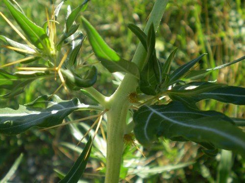 Pianta aculeata - Xanthium spinosum