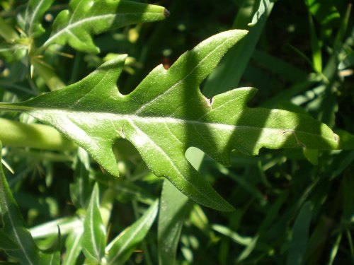 Pianta aculeata - Xanthium spinosum