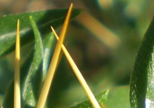 Pianta aculeata - Xanthium spinosum