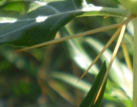 Pianta aculeata - Xanthium spinosum