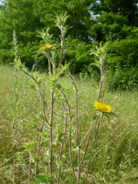 Pallenis spinosa