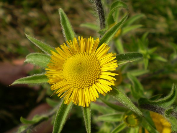 Pallenis spinosa