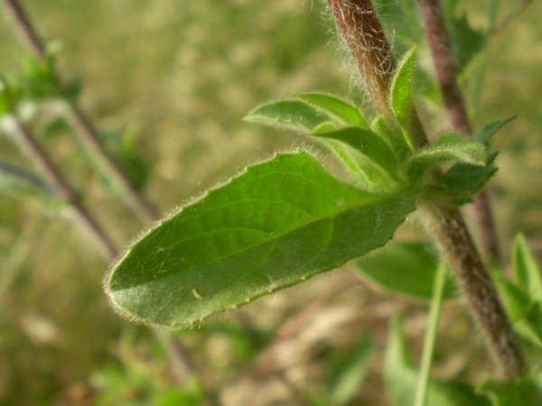 Pallenis spinosa