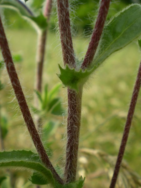 Pallenis spinosa