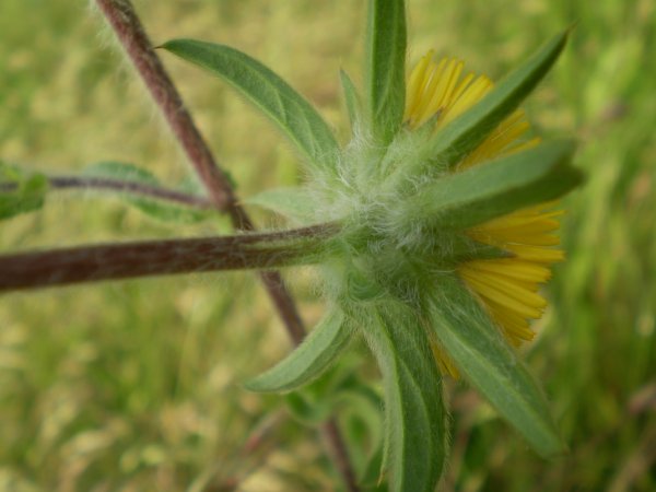 Pallenis spinosa