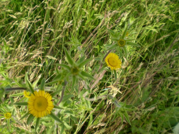 Pallenis spinosa