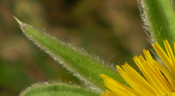 Pallenis spinosa