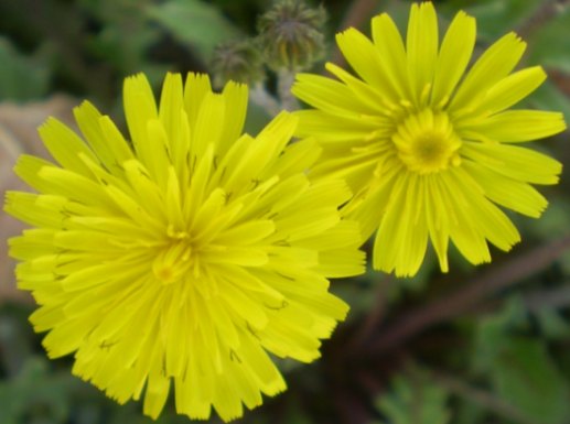 Crepis sancta