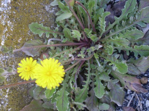 Crepis sancta