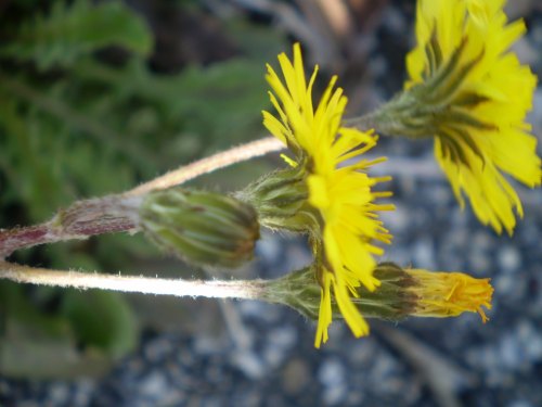 Crepis sancta