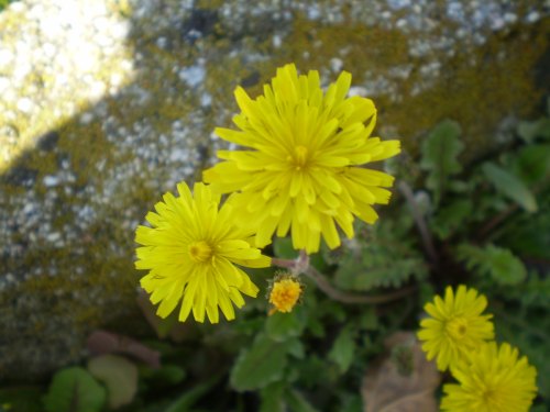 Crepis sancta