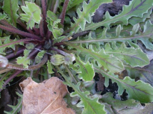 Crepis sancta