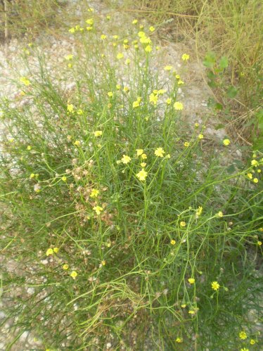 Senecio inaequidens