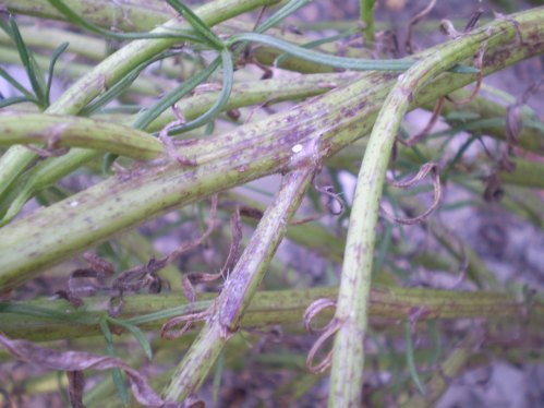 Senecio inaequidens
