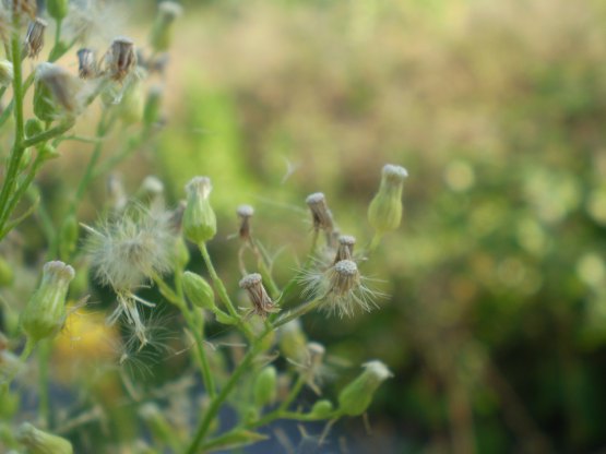 Erigeron sumatrensis