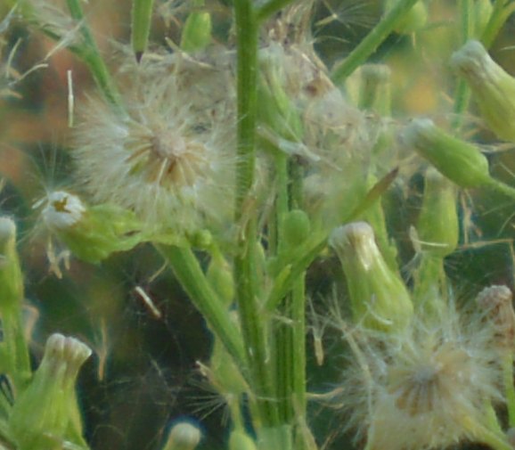 Erigeron sumatrensis