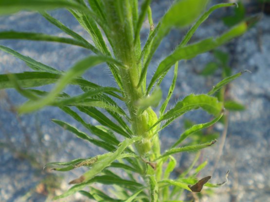 Erigeron sumatrensis