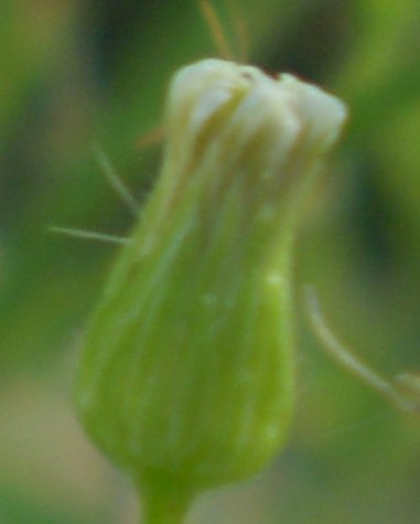 Erigeron sumatrensis