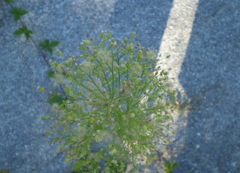Erigeron sumatrensis