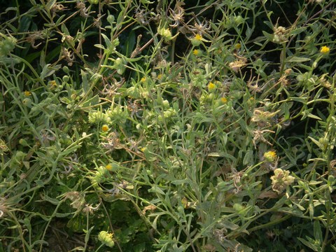 Calendula arvensis