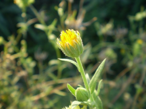 Calendula arvensis