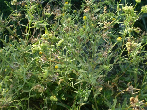 Calendula arvensis