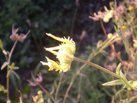 Calendula arvensis