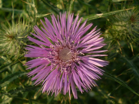 Galactites elegans