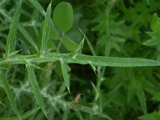 Galactites elegans