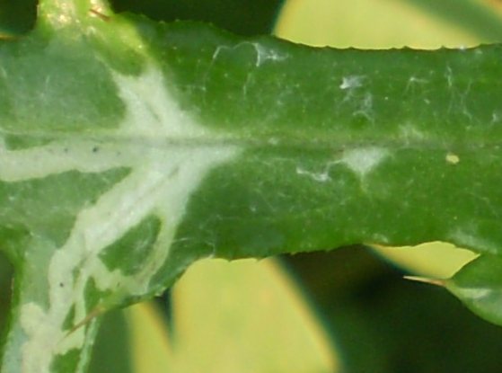 Galactites elegans