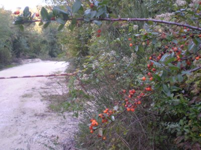 Pyracantha coccinea / Agazzino