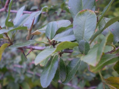 Pyracantha coccinea / Agazzino