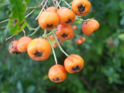 Pyracantha coccinea / Agazzino