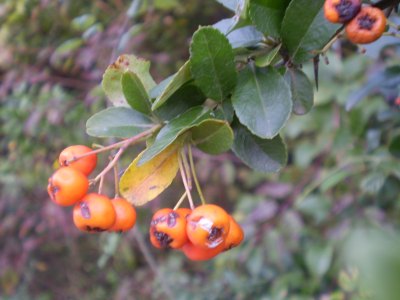 Pyracantha coccinea / Agazzino