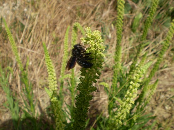 Bombus? No. Xilocopa sp.