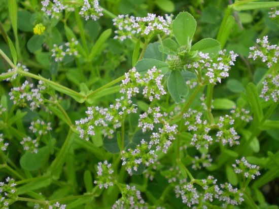 Fiori millimetrici - Valerianella sp.
