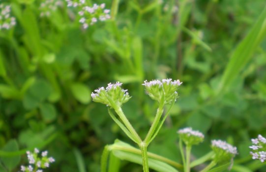 Fiori millimetrici - Valerianella sp.