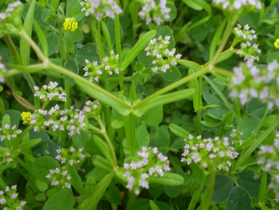 Fiori millimetrici - Valerianella sp.