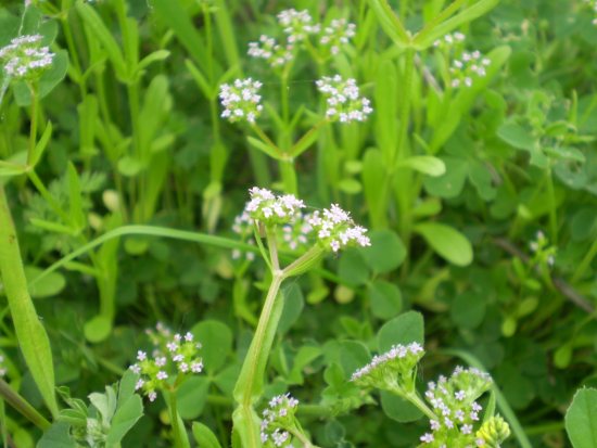 Fiori millimetrici - Valerianella sp.