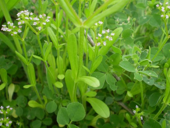 Fiori millimetrici - Valerianella sp.