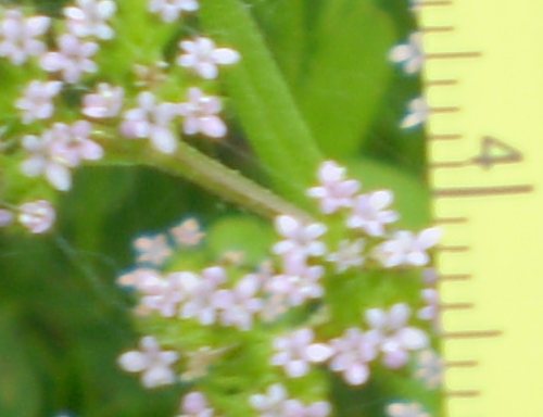 Fiori millimetrici - Valerianella sp.