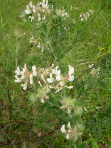 Lotus hirsutus (=Dorycnium hirsutum)