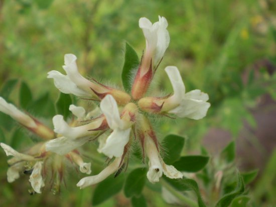 Lotus hirsutus (=Dorycnium hirsutum)