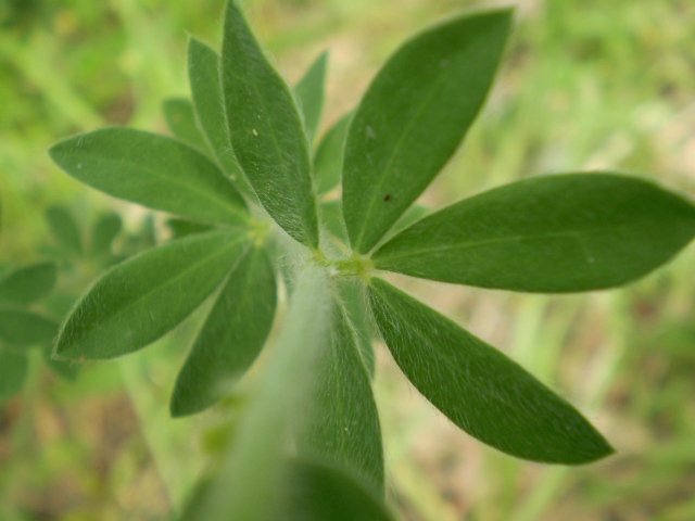 Lotus hirsutus (=Dorycnium hirsutum)
