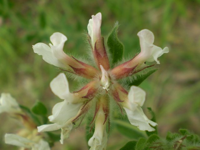 Lotus hirsutus (=Dorycnium hirsutum)