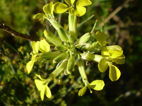 Brassicaceae da determinare.