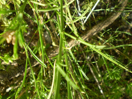 Brassicaceae da determinare.